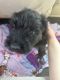 Black Russian Terrier Puppies for sale in Indianapolis, IN, USA. price: NA