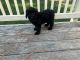 Black Russian Terrier Puppies