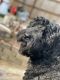 Black Russian Terrier Puppies for sale in Suwanee, Georgia. price: $3,000