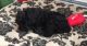 Black Russian Terrier Puppies for sale in Essex Junction, Essex, VT, USA. price: NA