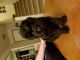 Black Russian Terrier Puppies for sale in Tacoma, WA, USA. price: NA