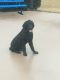 Black Russian Terrier Puppies for sale in Atlanta, GA, USA. price: $1