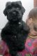 Black Russian Terrier Puppies