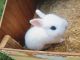 Blanc de Hotot Rabbits