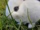 Blanc de Hotot Rabbits