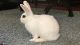 Blanc de Hotot Rabbits for sale in Austin, TX, USA. price: $300