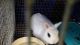 Blanc de Hotot Rabbits for sale in Bessemer City, NC 28016, USA. price: NA