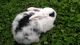Blanc de Hotot Rabbits for sale in Otter Lake, MI, USA. price: $15
