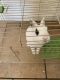 Blanc de Hotot Rabbits for sale in Costa Mesa, CA, USA. price: $50