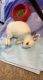 Blanc de Hotot Rabbits for sale in Charlotte, NC, USA. price: $100