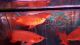 Blind Cave Fish Fishes for sale in Dallas, TX 75206, USA. price: NA