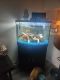 Blood Parrot Cichlid Fishes for sale in Largo, FL, USA. price: NA