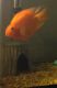 Blood Parrot Cichlid Fishes for sale in Prescott, AZ, USA. price: $30
