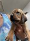 Bloodhound Puppies for sale in Fort Branch, IN 47648, USA. price: NA