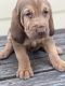 Bloodhound Puppies for sale in San Marcos, TX, USA. price: $600