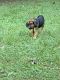 Bloodhound Puppies for sale in Shipman, VA 22971, USA. price: NA
