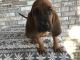 Bloodhound Puppies for sale in North Little Rock, AR, USA. price: NA