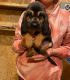 Bloodhound Puppies for sale in Albany, OR, USA. price: $800