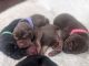 Bloodhound Puppies for sale in Hesperia, CA, USA. price: NA