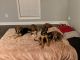 Bloodhound Puppies for sale in Huntsville, AL, USA. price: NA