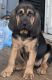 Bloodhound Puppies for sale in Roanoke, VA, USA. price: $800