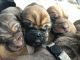 Bloodhound Puppies for sale in Sidney, OH 45365, USA. price: NA