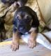 Bloodhound Puppies for sale in Broxton, GA 31519, USA. price: $800