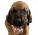 Bloodhound Puppies for sale in Allegan, MI 49010, USA. price: NA