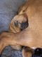 Bloodhound Puppies for sale in Spickard, MO 64679, USA. price: NA