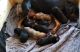 Bloodhound Puppies for sale in Cumby, TX 75433, USA. price: $100