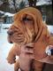 Bloodhound Puppies for sale in NH-16, Conway, NH, USA. price: NA