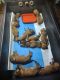 Bloodhound Puppies for sale in Frostproof, FL 33843, USA. price: $60,000