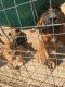 Bloodhound Puppies for sale in Lequire, OK 74943, USA. price: NA