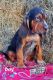 Bloodhound Puppies for sale in Baxley, GA 31513, USA. price: $850