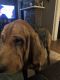 Bloodhound Puppies for sale in Newark, OH, USA. price: NA