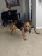 Bloodhound Puppies for sale in Charlotte, NC 28212, USA. price: NA