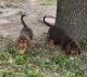 Bloodhound Puppies for sale in Central Texas, TX, USA. price: $800