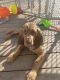 Bloodhound Puppies for sale in Ishpeming, MI 49849, USA. price: NA