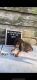 Bloodhound Puppies for sale in Ville Platte, LA 70586, USA. price: $500