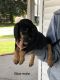 Bloodhound Puppies for sale in Gratz, PA, USA. price: NA