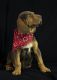 Bloodhound Puppies for sale in Durango, CO, USA. price: $700