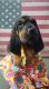 Bloodhound Puppies for sale in Somerset, KY, USA. price: NA