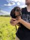 Bloodhound Puppies for sale in Ogilvie, MN 56358, USA. price: NA