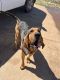 Bloodhound Puppies for sale in Tuttle, OK 73089, USA. price: NA