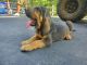 Bloodhound Puppies for sale in Goodview, VA 24095, USA. price: $200