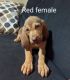 Bloodhound Puppies for sale in Bonneau, SC 29431, USA. price: NA
