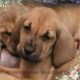 Bloodhound Puppies for sale in Clayton, NC, USA. price: $650
