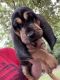 Bloodhound Puppies for sale in Clayton, NC, USA. price: NA
