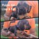 Bloodhound Puppies for sale in New Castle, VA 24127, USA. price: $1,000
