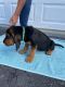 Bloodhound Puppies for sale in Felton, PA 17322, USA. price: $800